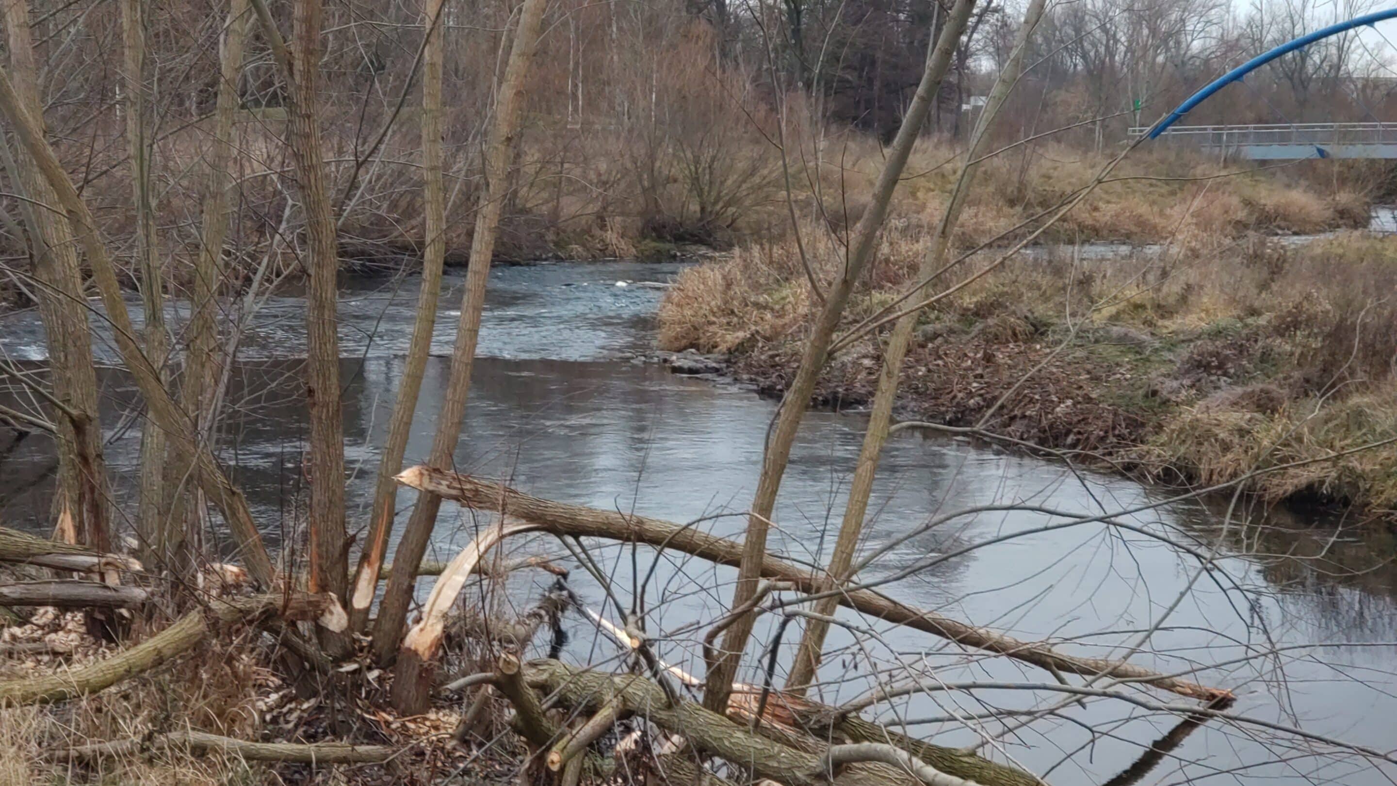 Vom Biber Gefällte Bäume an der Geraschleife in Erfurt Gispersleben.