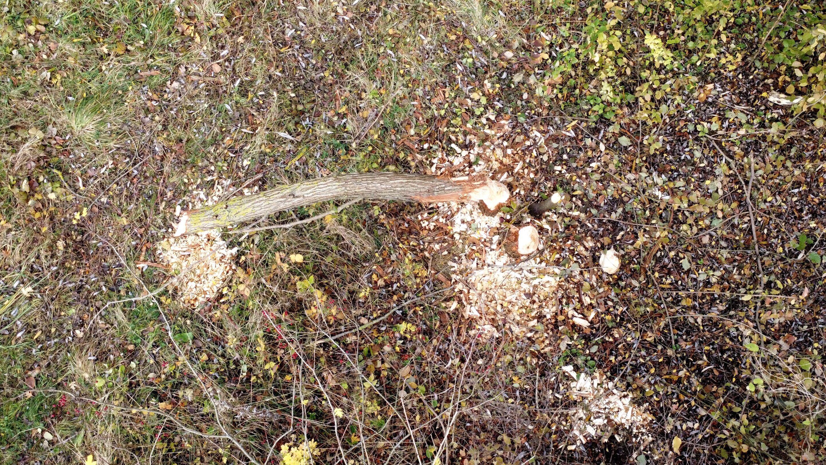 Ein vom Biber gefällter Baum in Molsdorf einem Ortsteil der Thüringer Landeshauptstadt Erfurt.