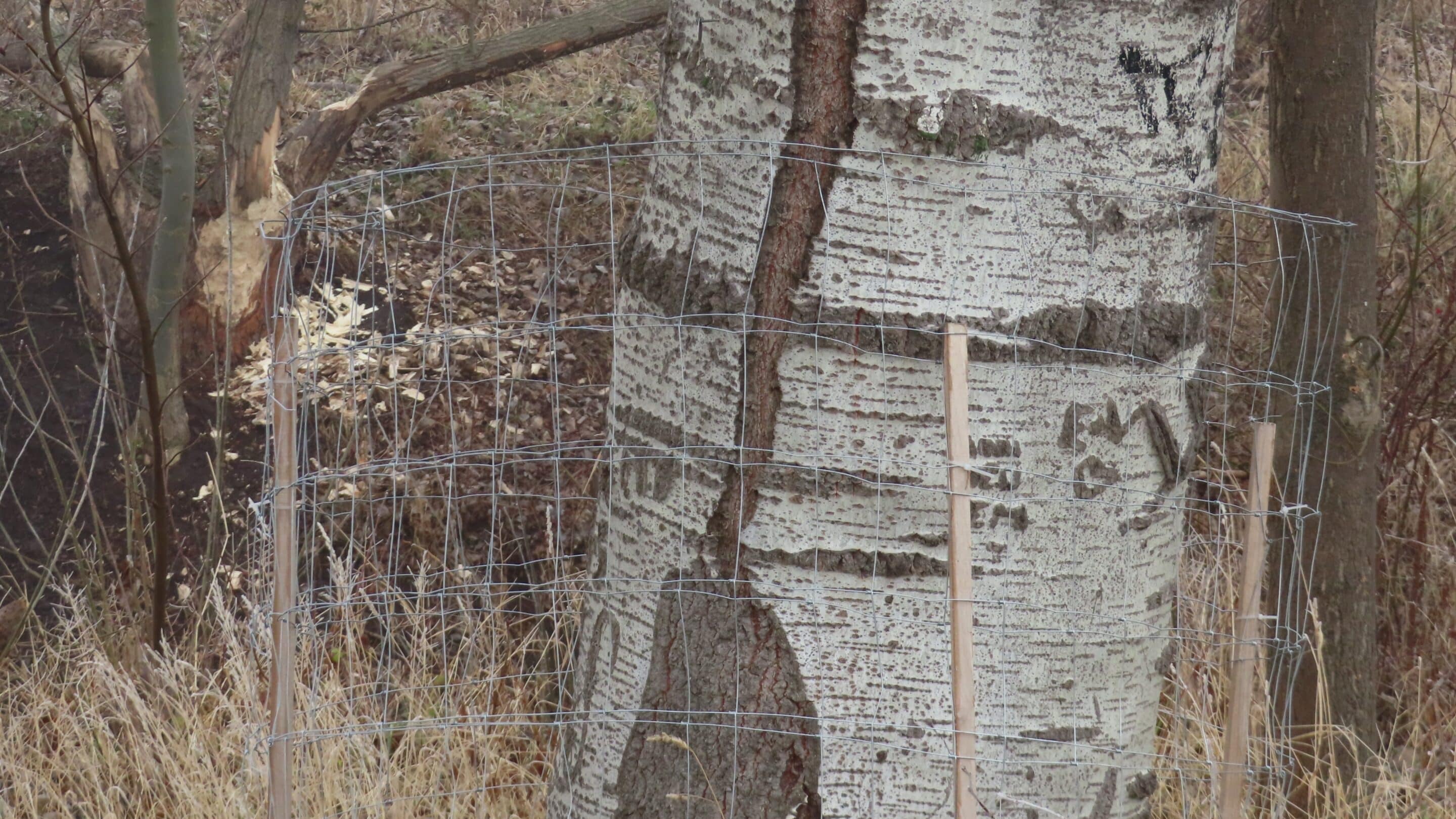 Ein vor dem Biber geschützter Baum in der Nördlichen Geraaue einem Naherholungsgebiet in Erfurt.