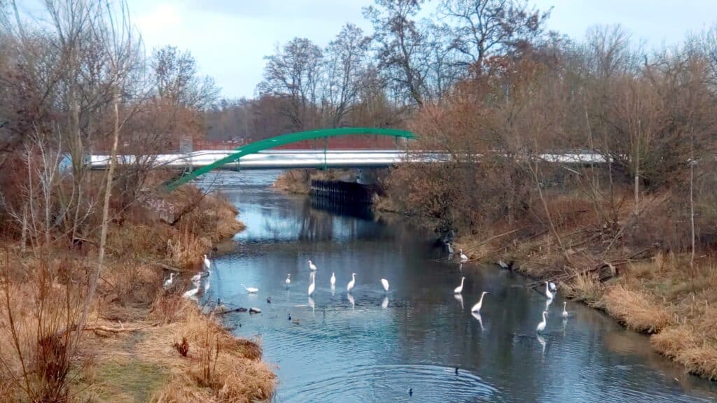 Weisse Reiher Noerdliche Geraaue Erfurt_erfurt