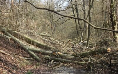 Fällzeit endet am 1. März