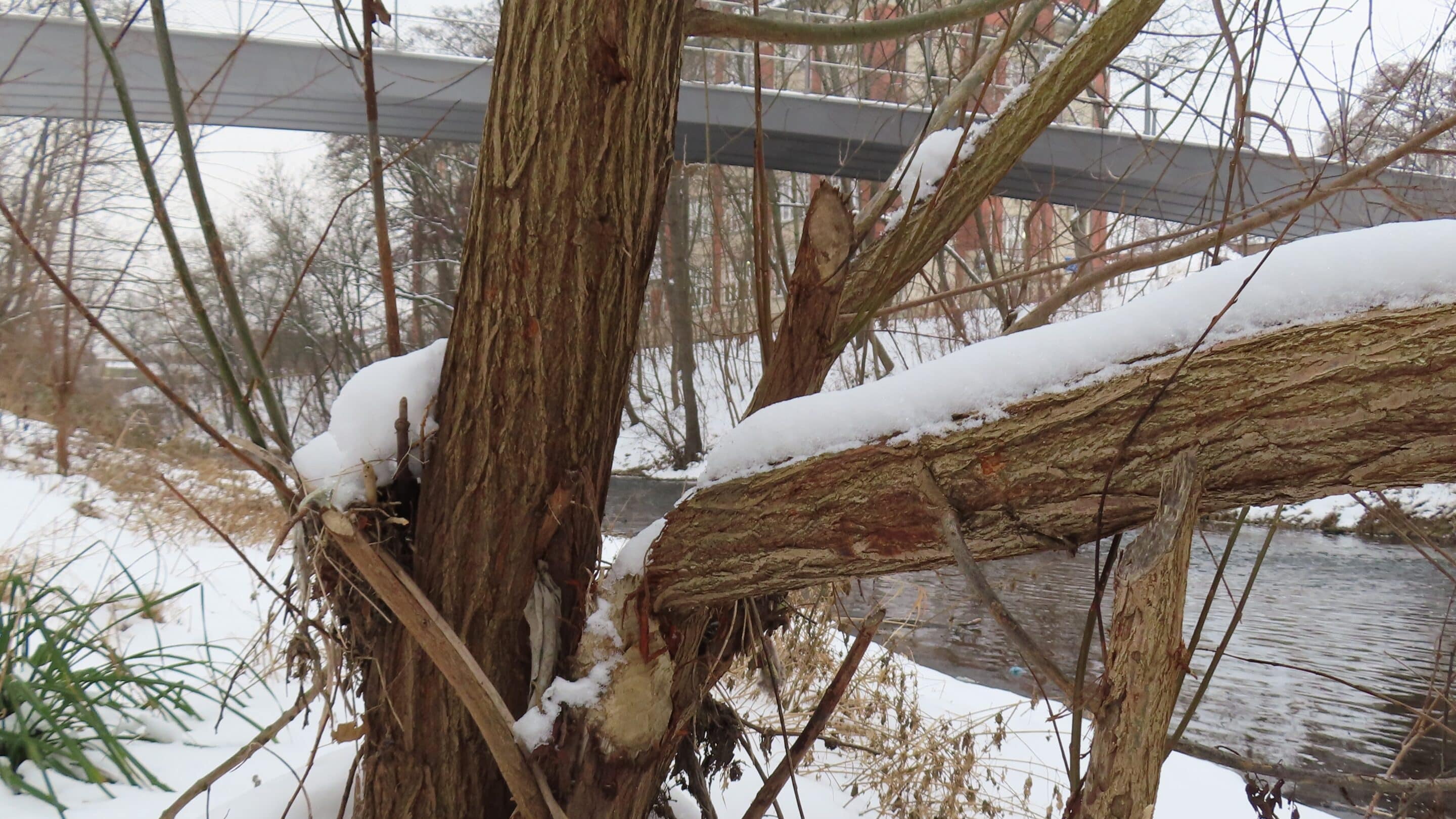 Biberspuren im Winter am Nettelbeckufer in Erfurt Nord in der Nähe des Nordparks.
