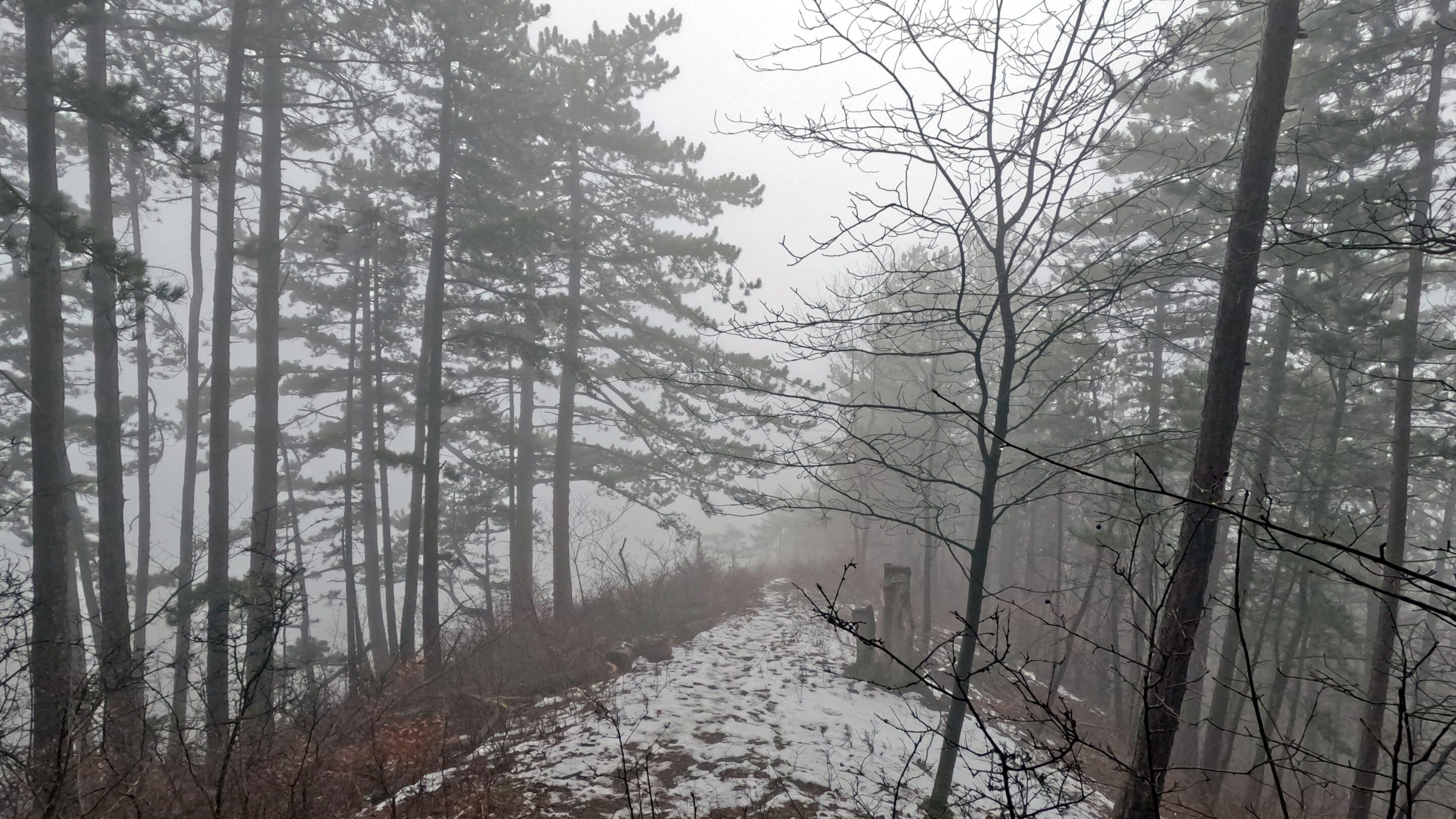 Nebel auf der Saale Horizontale bei Jena Lobeda.
