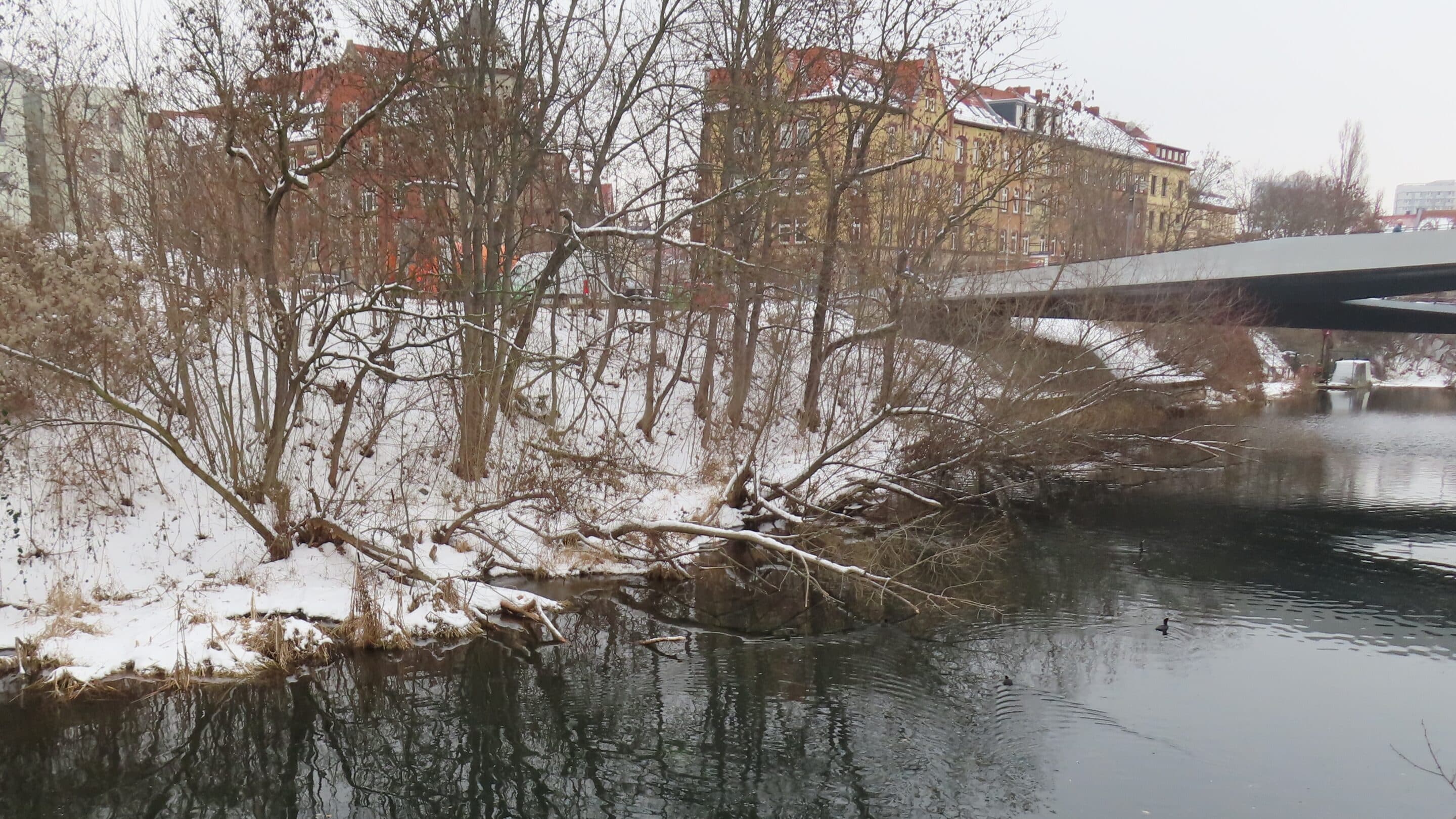Gefällte Bäume nach Biberaktivität die der Nahrungssicherung im Winter dienen am Promenadendeck in Erfurt.