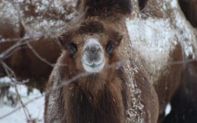 Tierisch gute Winterferien
