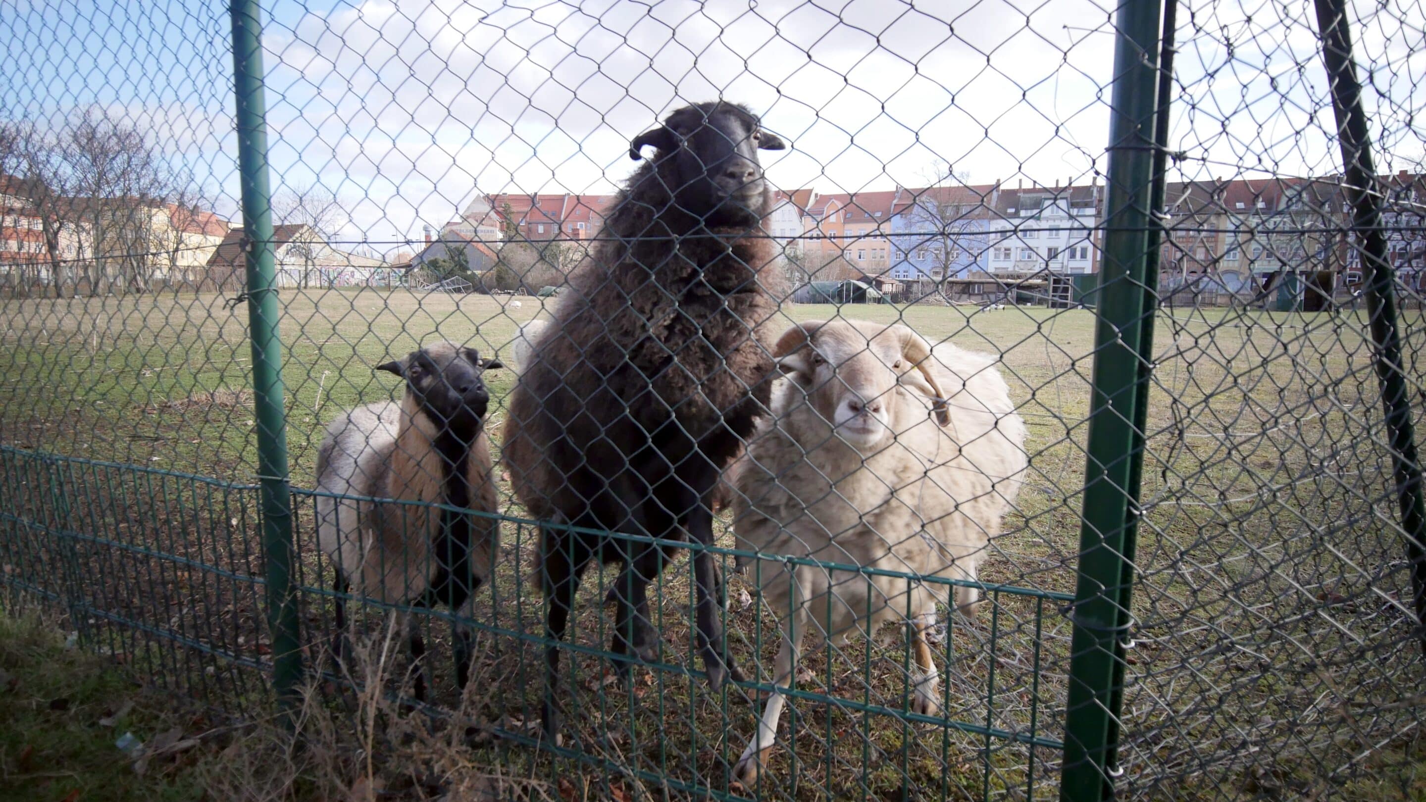 Schafe in der Magdeburger Allee Metalstraße in Erfurt Nord Ilvergehofen.