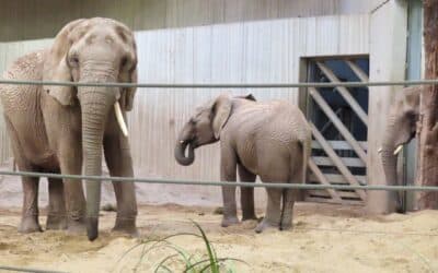 Erster Entdeckertag im Erfurter Elefantenhaus