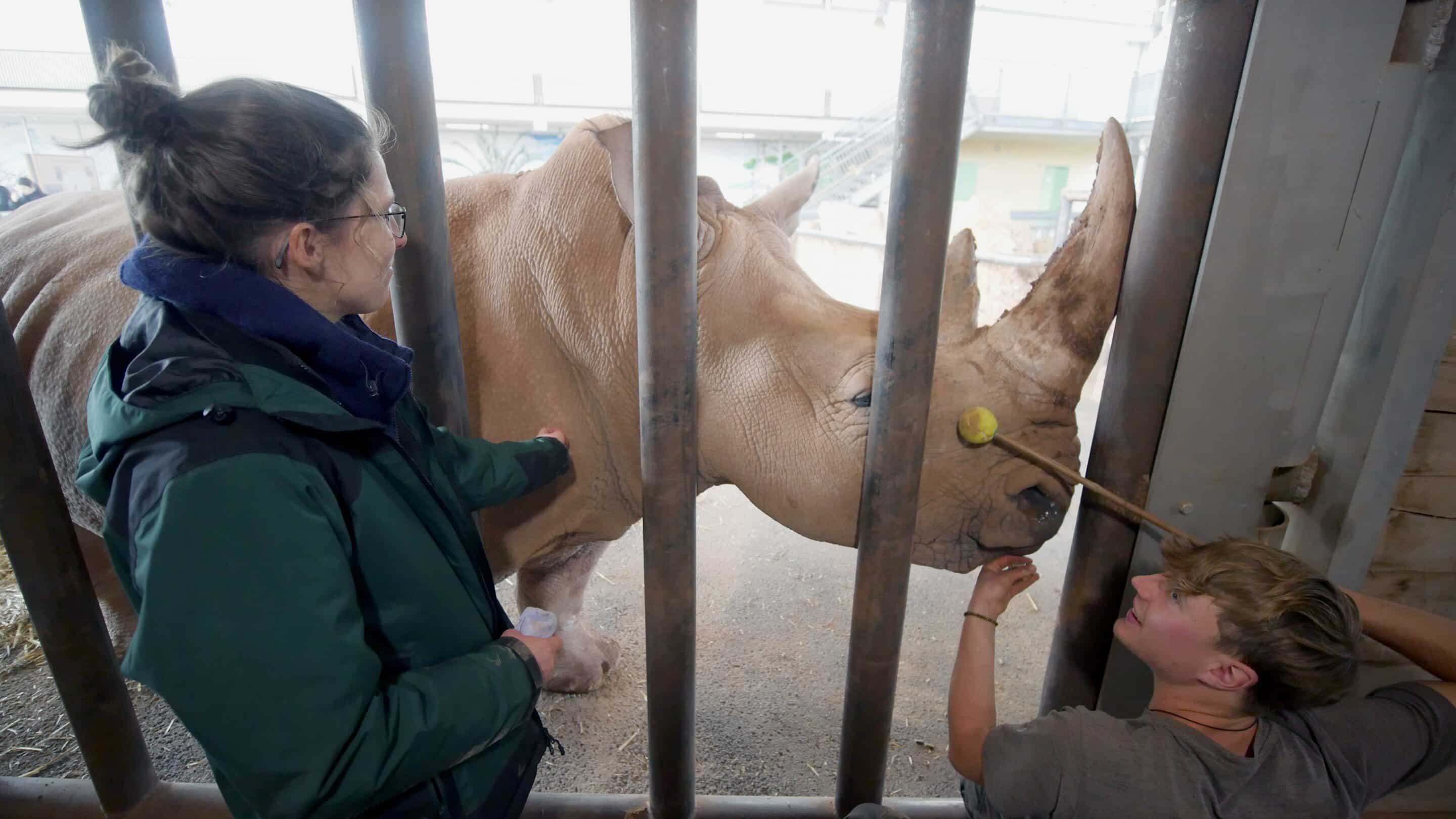 Nashorn Stella mit Tierpfleger und Tierärztin Stegmaier im Nashornhaus Erfurt der Landeshauptstadt von Thüringen.