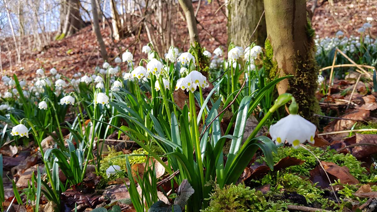 maerzenbecher erfurt sonne_erfurt