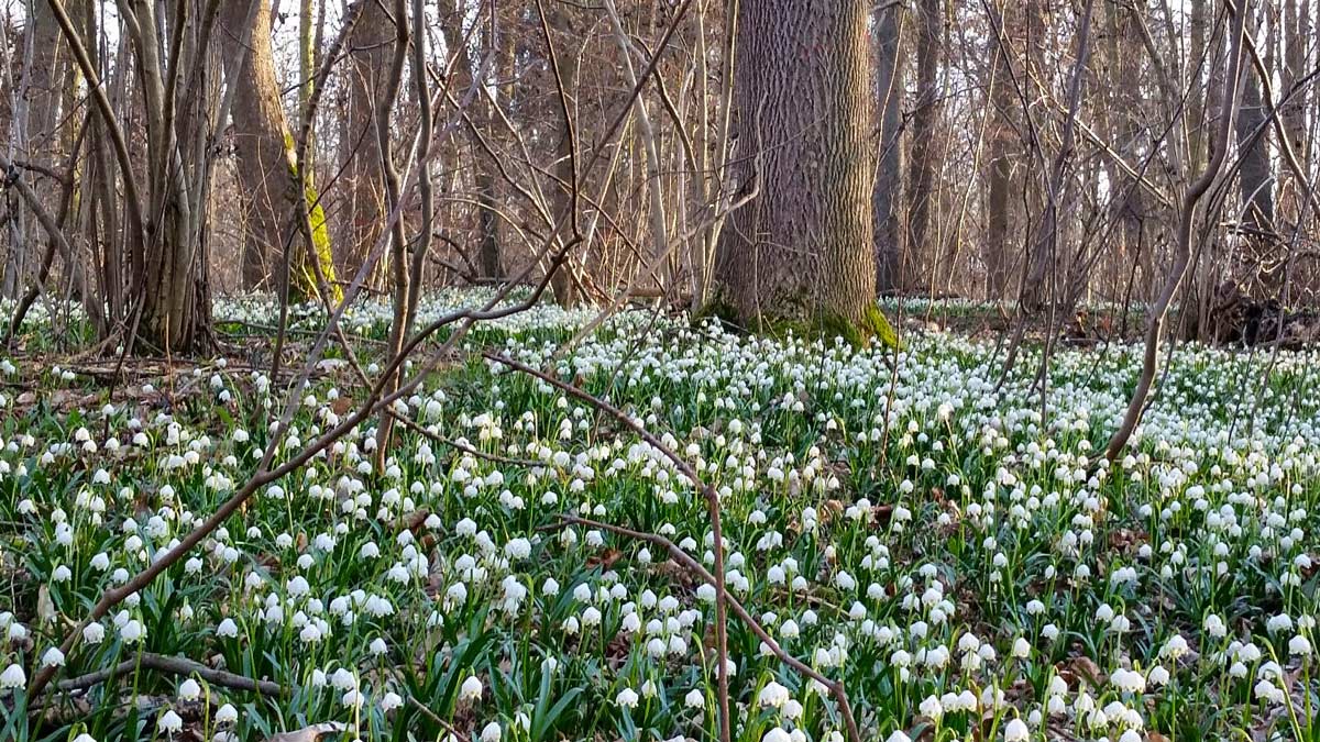 Ein Teppich aus Märzenbechern - ein toller Frühlings-Anblick