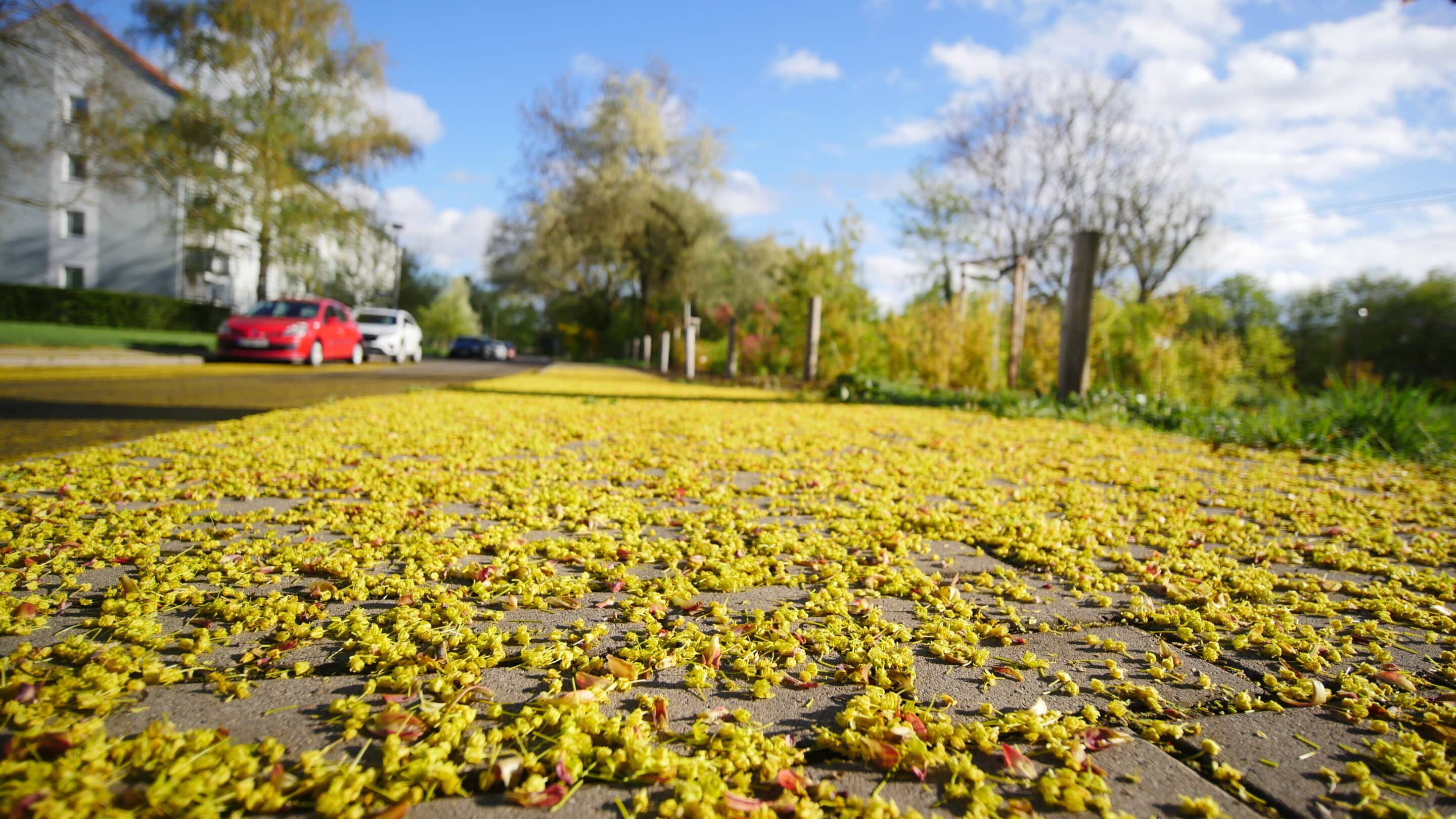Abgefallene Blüten auf einer Straße in Erfurt der Landeshauptstadt des Freistaates Thüringen.