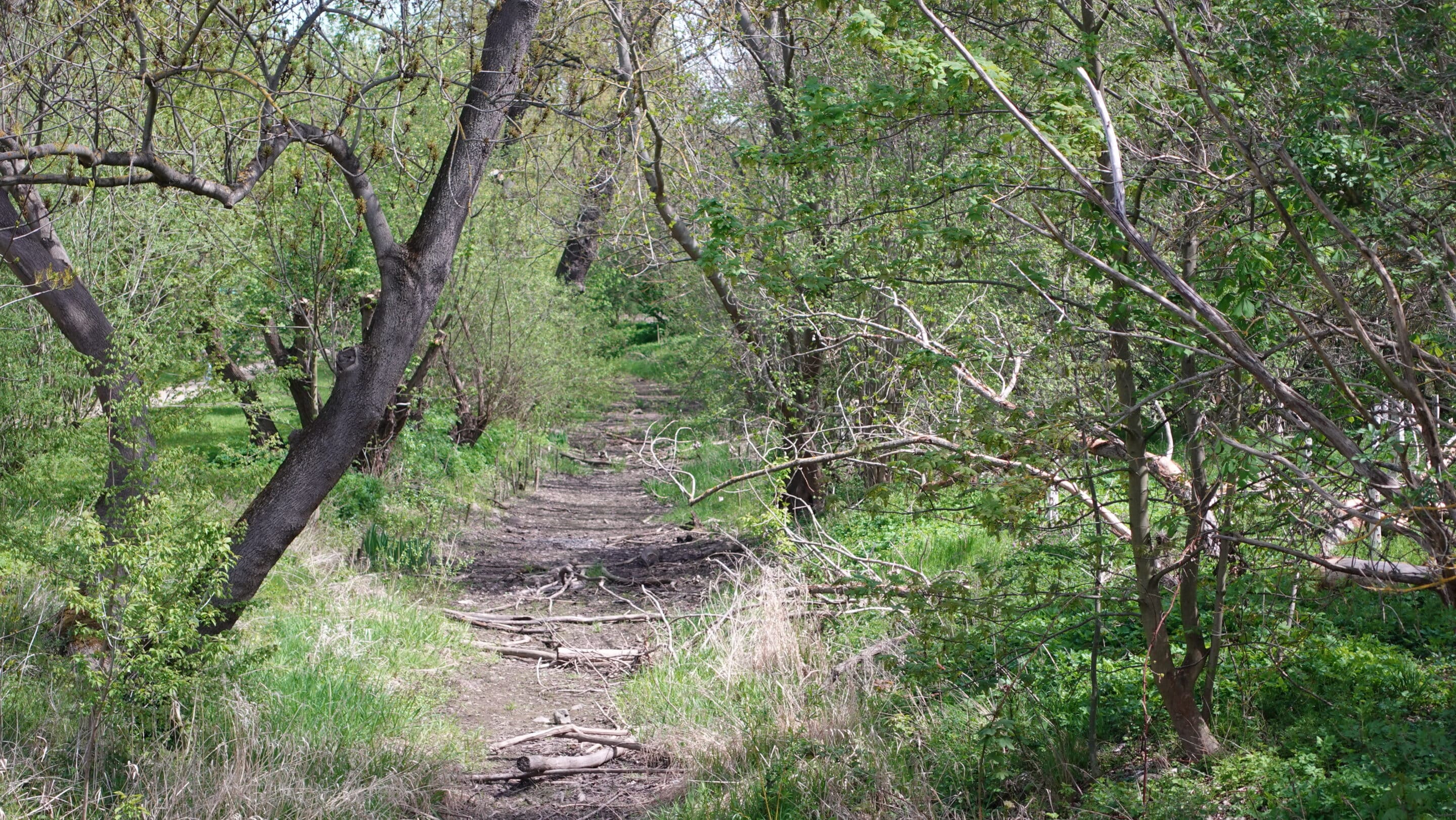 Der Auenwald ein Stück Natur in der Nördlichen Geraaue Erfurt zwischen Moskauer Platz und Gispersleben.