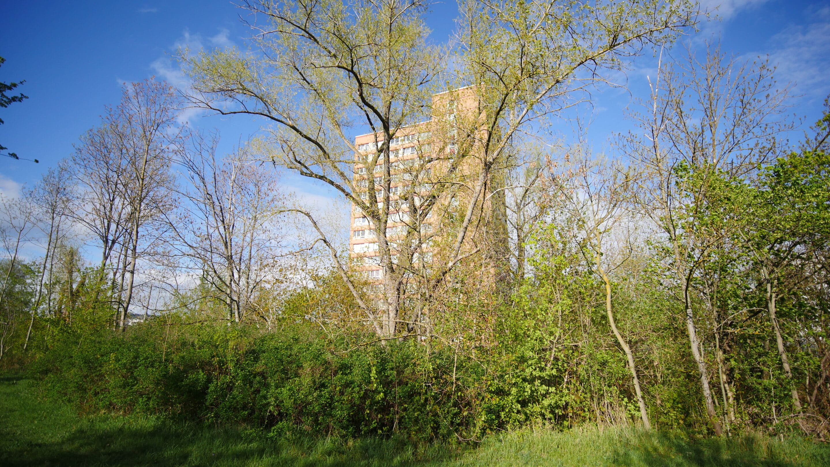 Bäume ergrünen vor einem Hochhaus in Erfurt der Landeshauptstadt des Bundeslandes Thüringen in Deutschland.