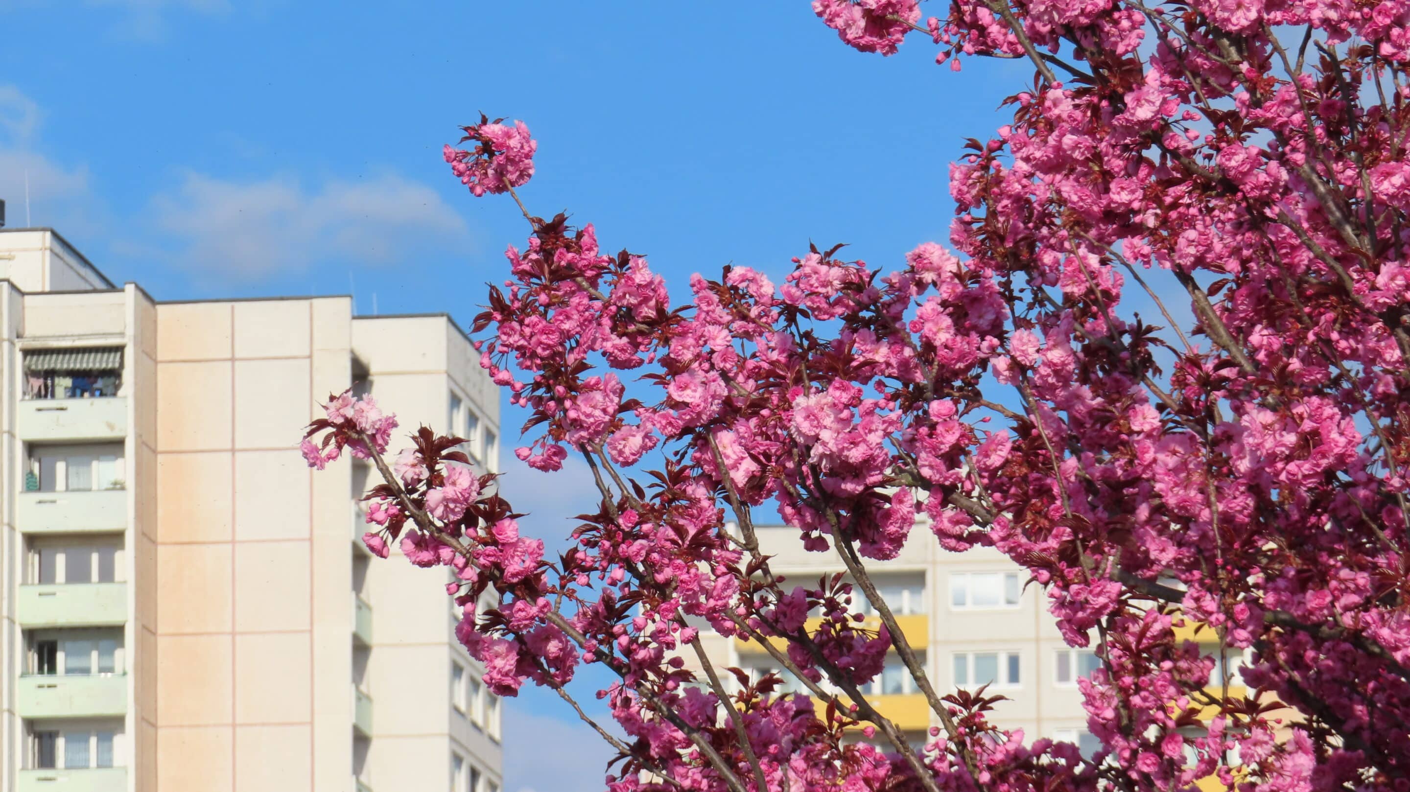 Ein Blühender Kirschbaum vor Punkthochhäusern in Erfurt der Landeshauptstadt von Thüringen.
