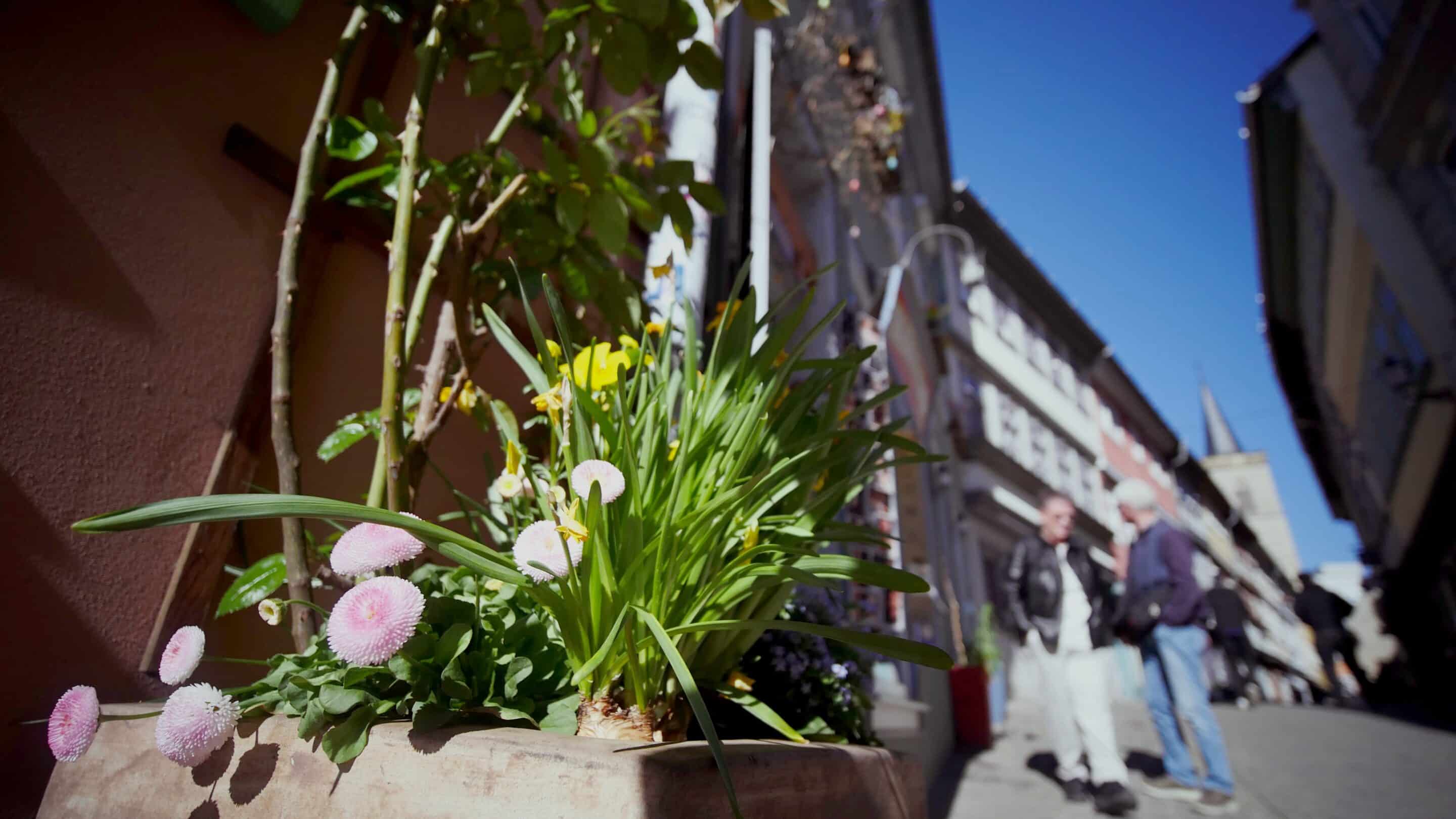 Blumen in einem Kübel an einem Haus auf der Krämerbrücke in Erfurt.