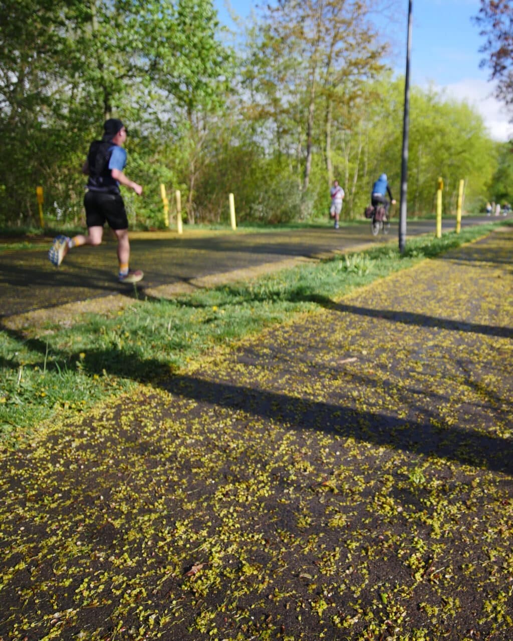 Fruehling in der Auenstrasse Erfurt_erfurt