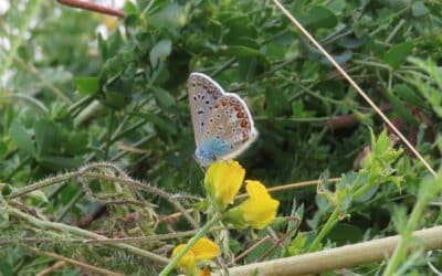 Erfurt sucht Neuntöter, Schwalbenschwanz & Co