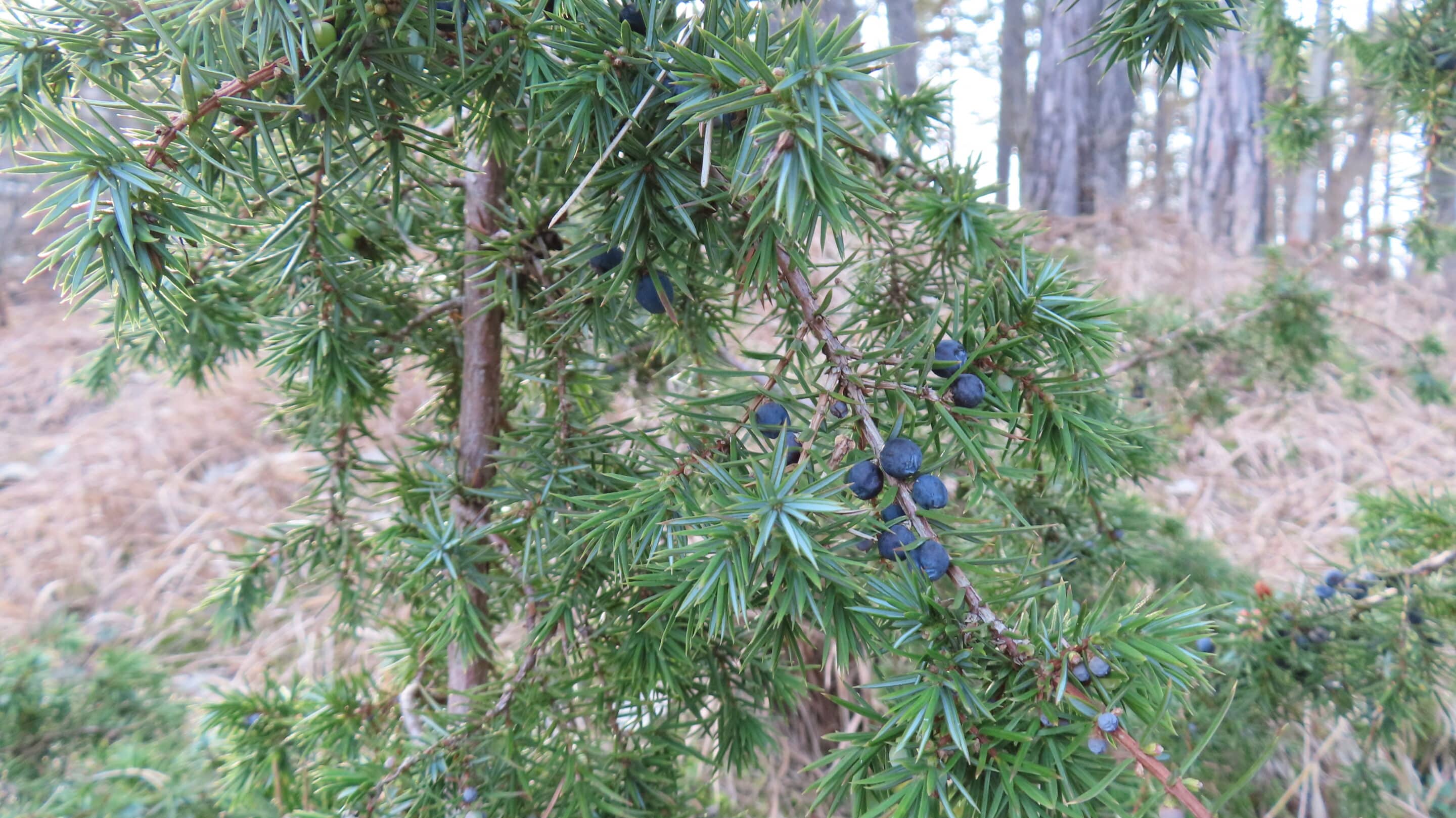 Ein Wacholderbusch mit Beeren am Singer Berg im Thüringer Ilmkreis.