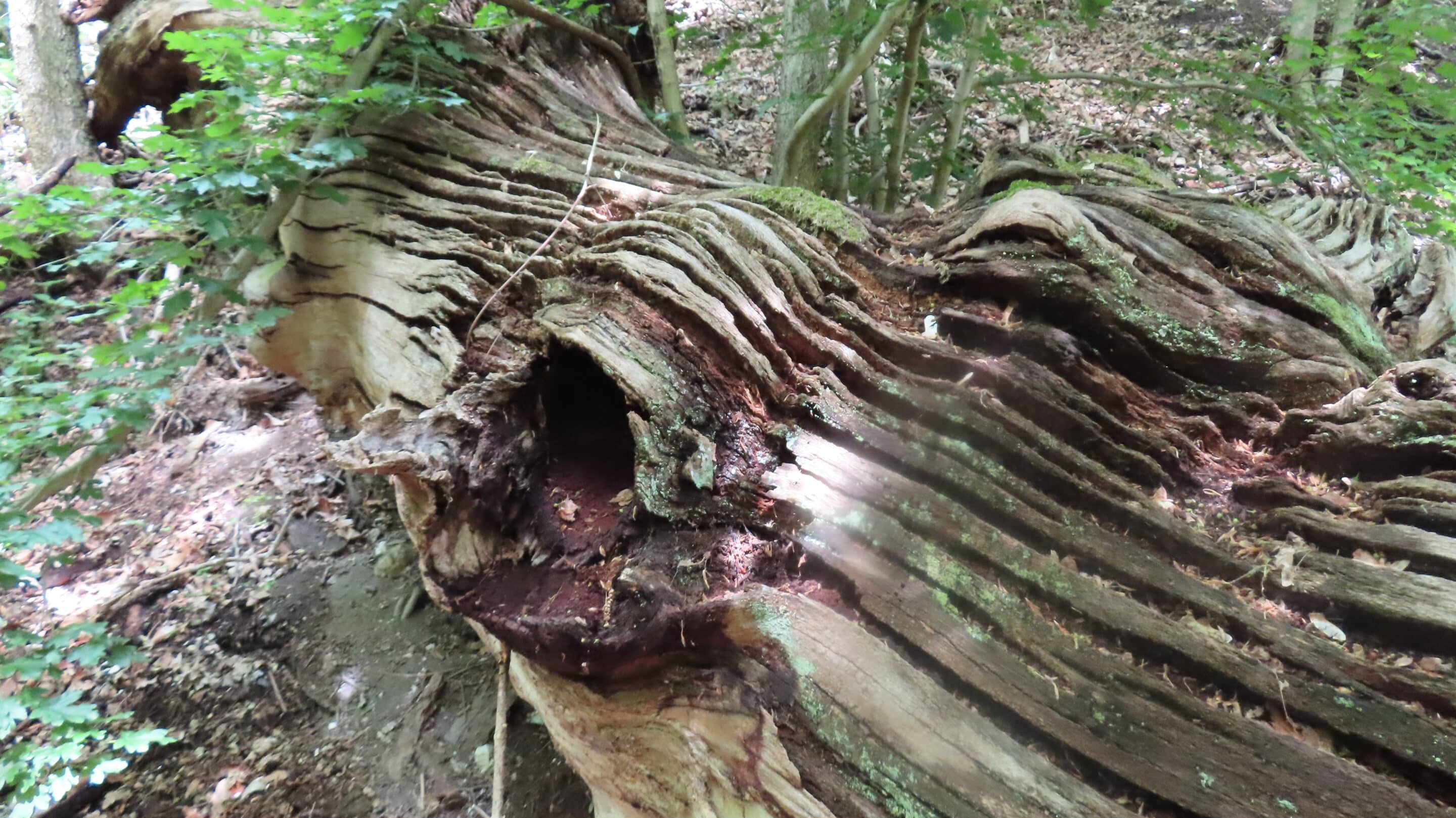 Ein Abgestorbener Baum am Berg der Burgruine Questenberg erscheint wie ein Wal.