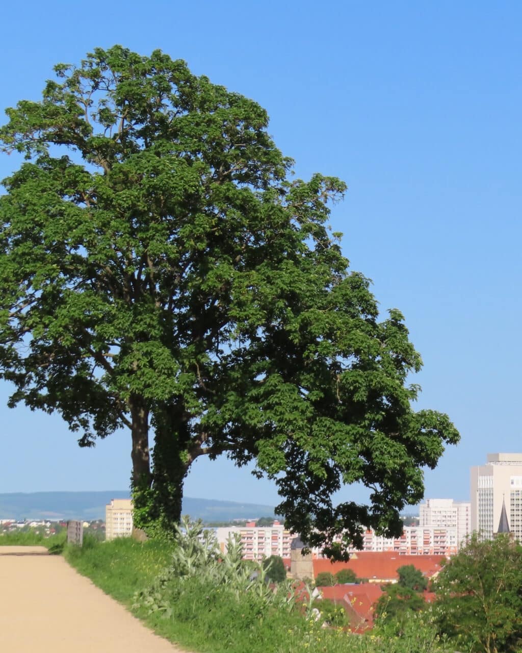 Baum auf dem Petersberg Erfurt im Sommer_erfurt