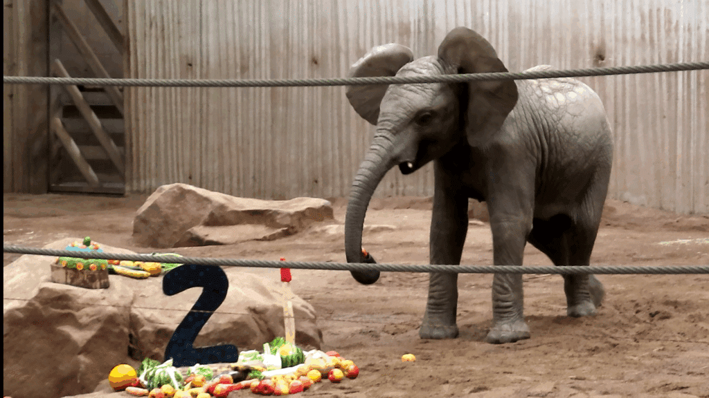 Elefant am Gabentisch_erfurt