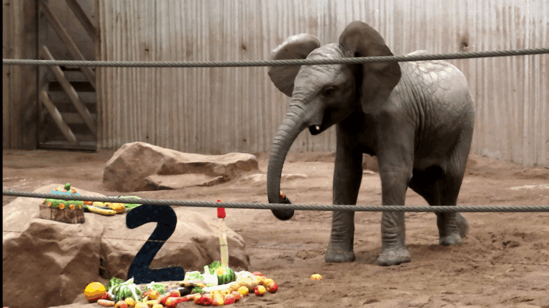 Elefantenbulle Banjoko – Geburtstag im Thüringer Zoopark Erfurt