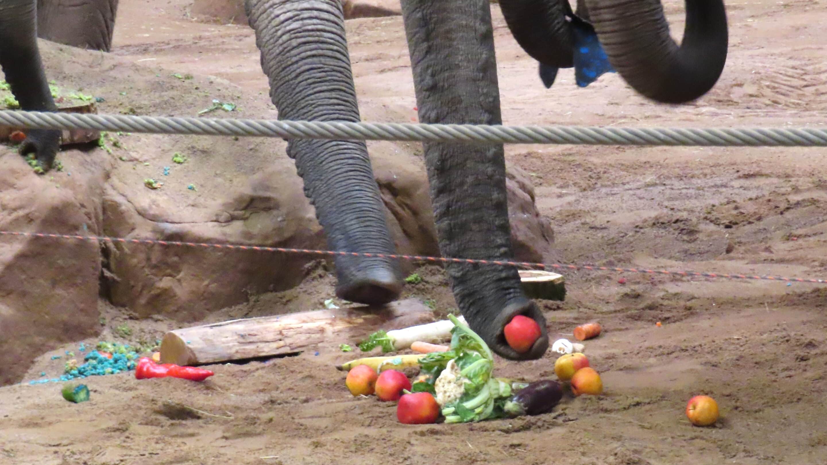 Elefantenrüssel beim Geburtstagsessen von Banjoko im Thüringer Zoopark Erfurt.