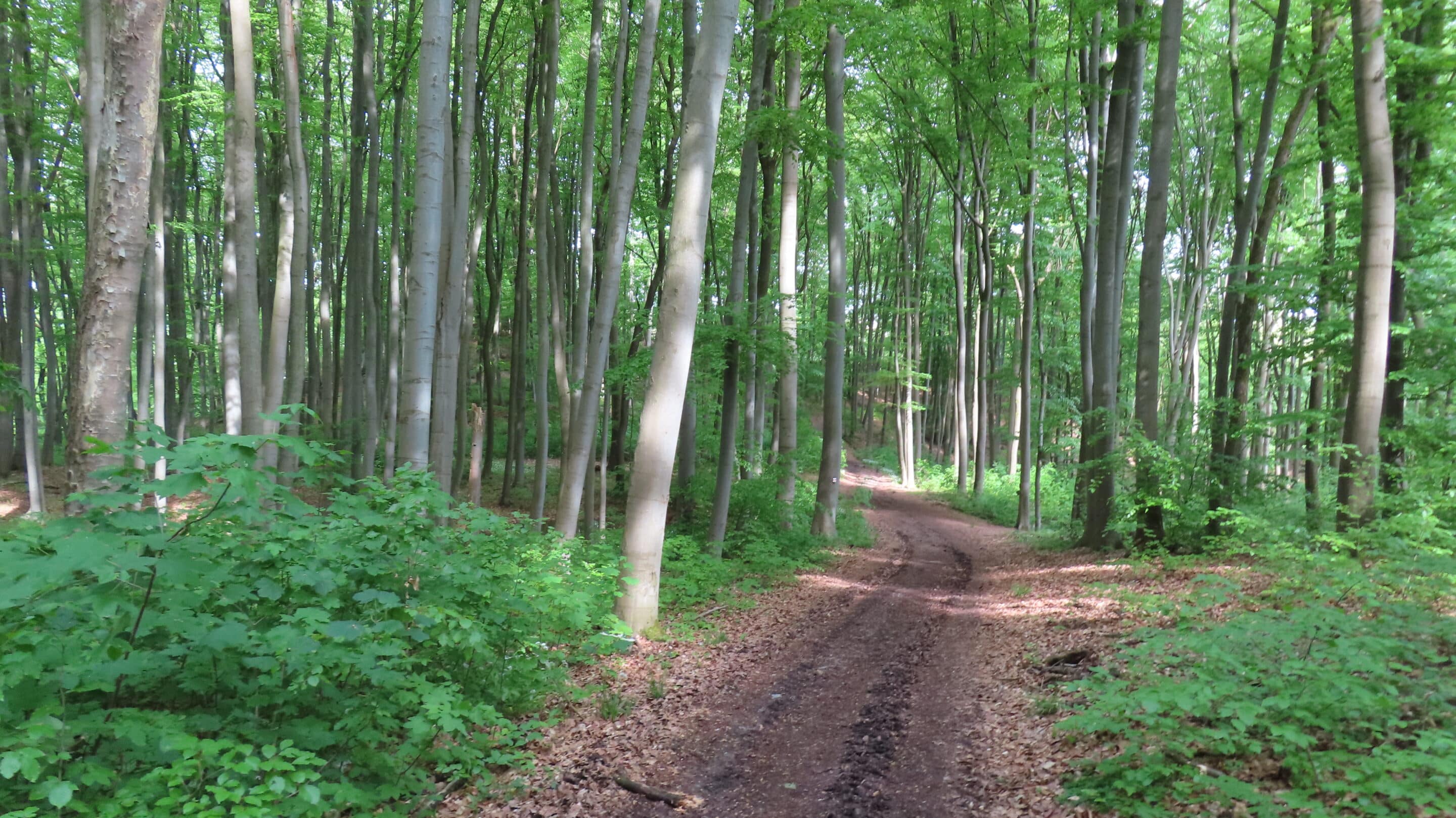 Der Karstweg führt durch einen Wald zur Queste bei Qustenberg in der Gemeinde Südharz in Sachsen Anhalt