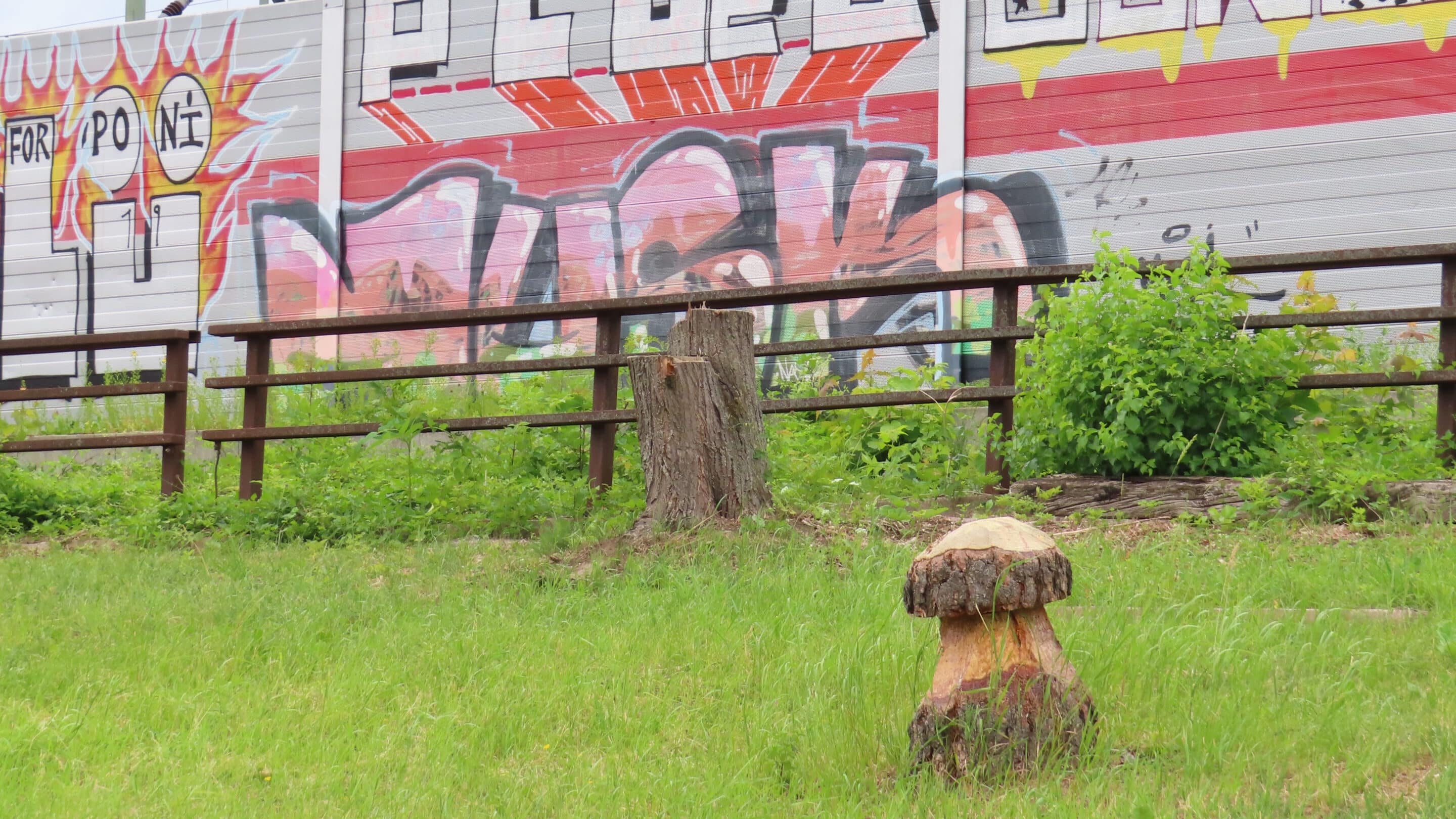 Ein Pilz aus einem Baum geschnitten am Schmidtstedter Knoten in Erfurt der Landeshauptstadt von Thüringen.
