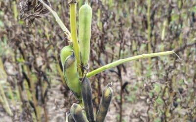 Puffbohnen – So wächst Erfurts bekannteste Frucht