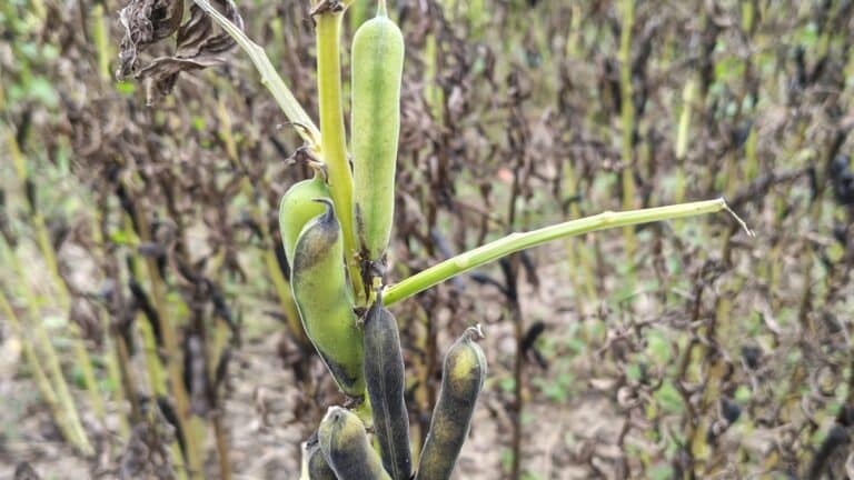 Puffbohnen – So wächst Erfurts bekannteste Frucht