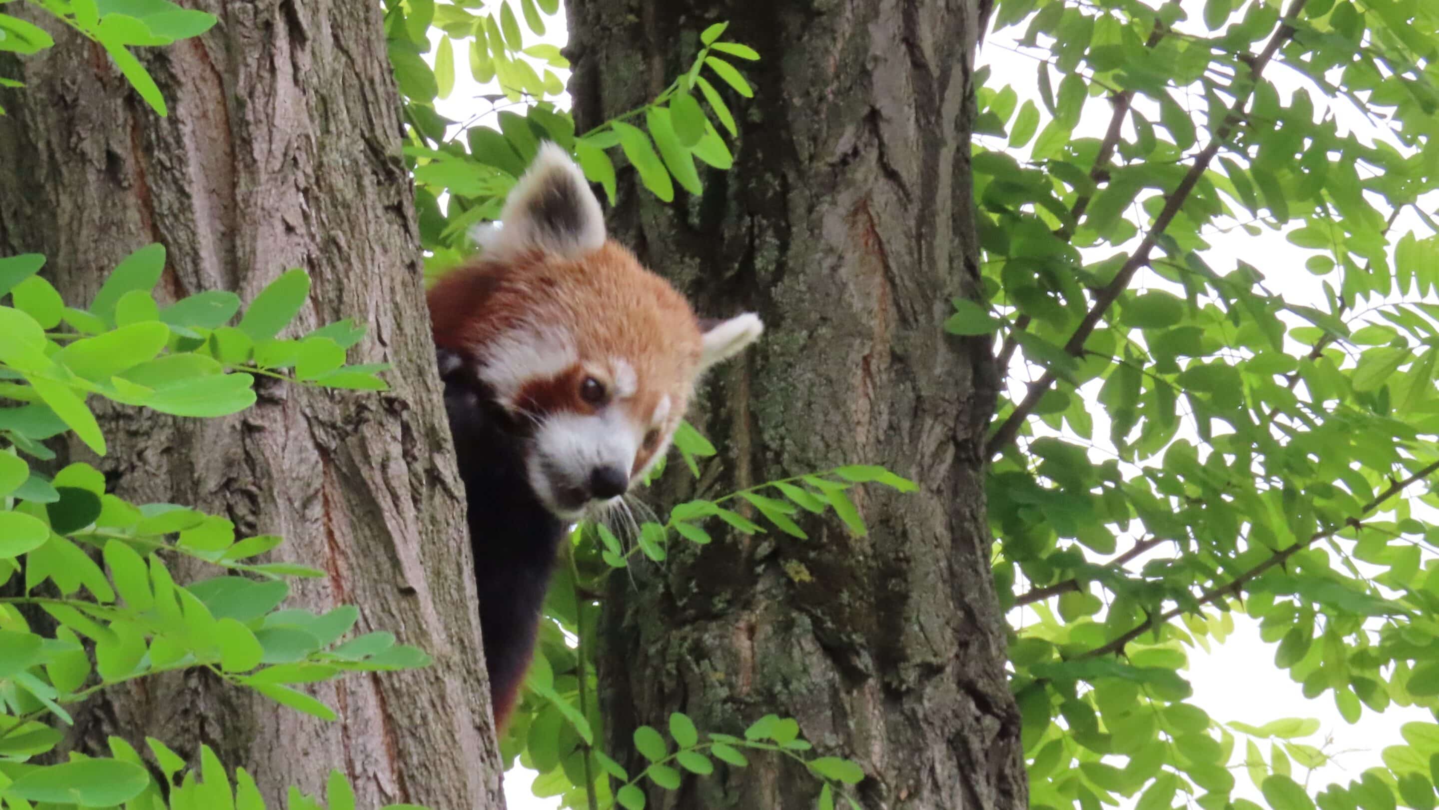 Lilli im Thüringer Zoopark Erfurt 3 Lilli im Thüringer Zoopark Erfurt Lilli Rote Panda Baerin schaut auf die Besucher des Thueringer Zooparks Erfurt scaled_erfurt