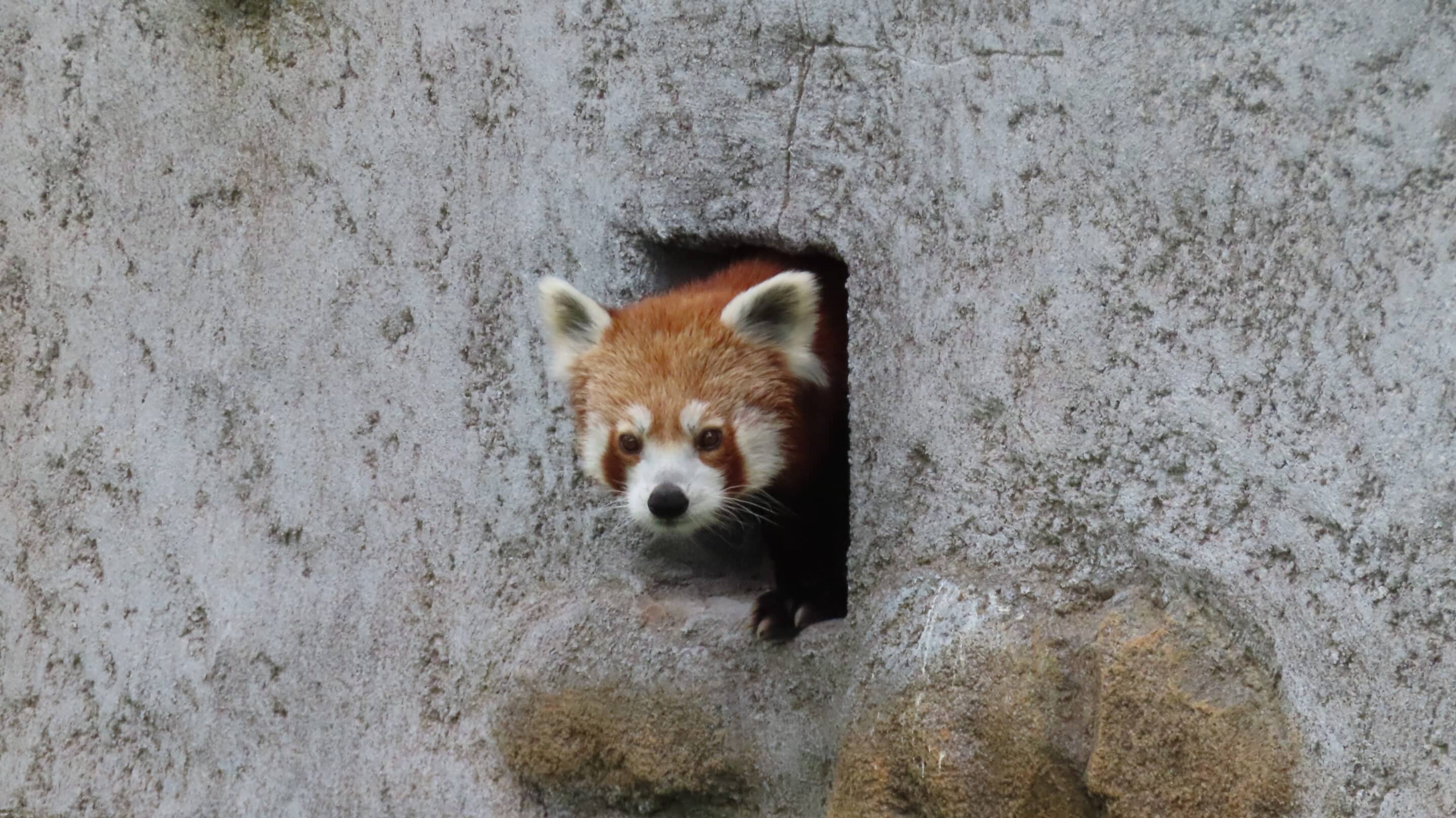 Lilli im Thüringer Zoopark Erfurt 2 Lilli im Thüringer Zoopark Erfurt Lilli beim ersten Ausflug im neuen Roten Panda Gehege im Thueringer Zoopark scaled_erfurt