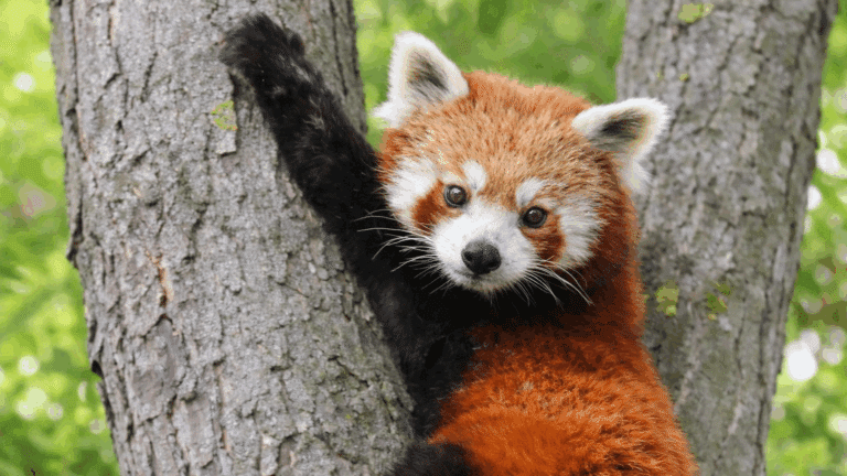 Lilli im Thüringer Zoopark Erfurt