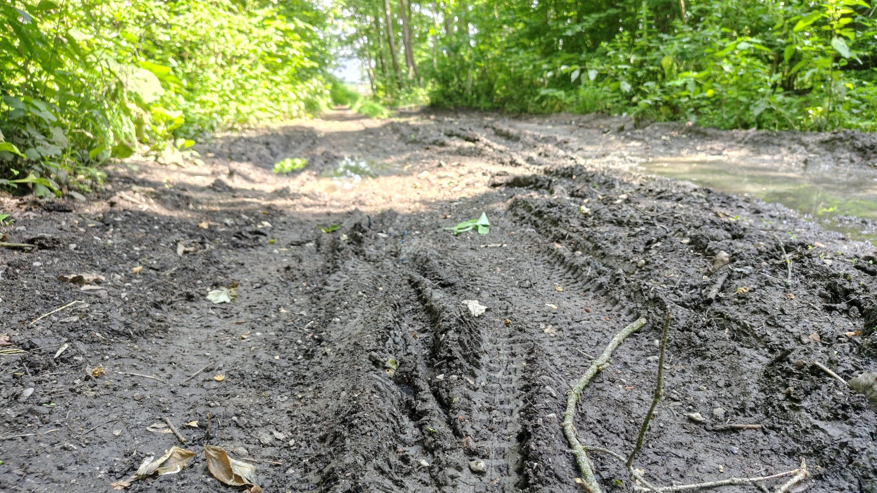 Ein Waldweg im Peterholz im Südosten der Landeshauptstadt Erfurt.