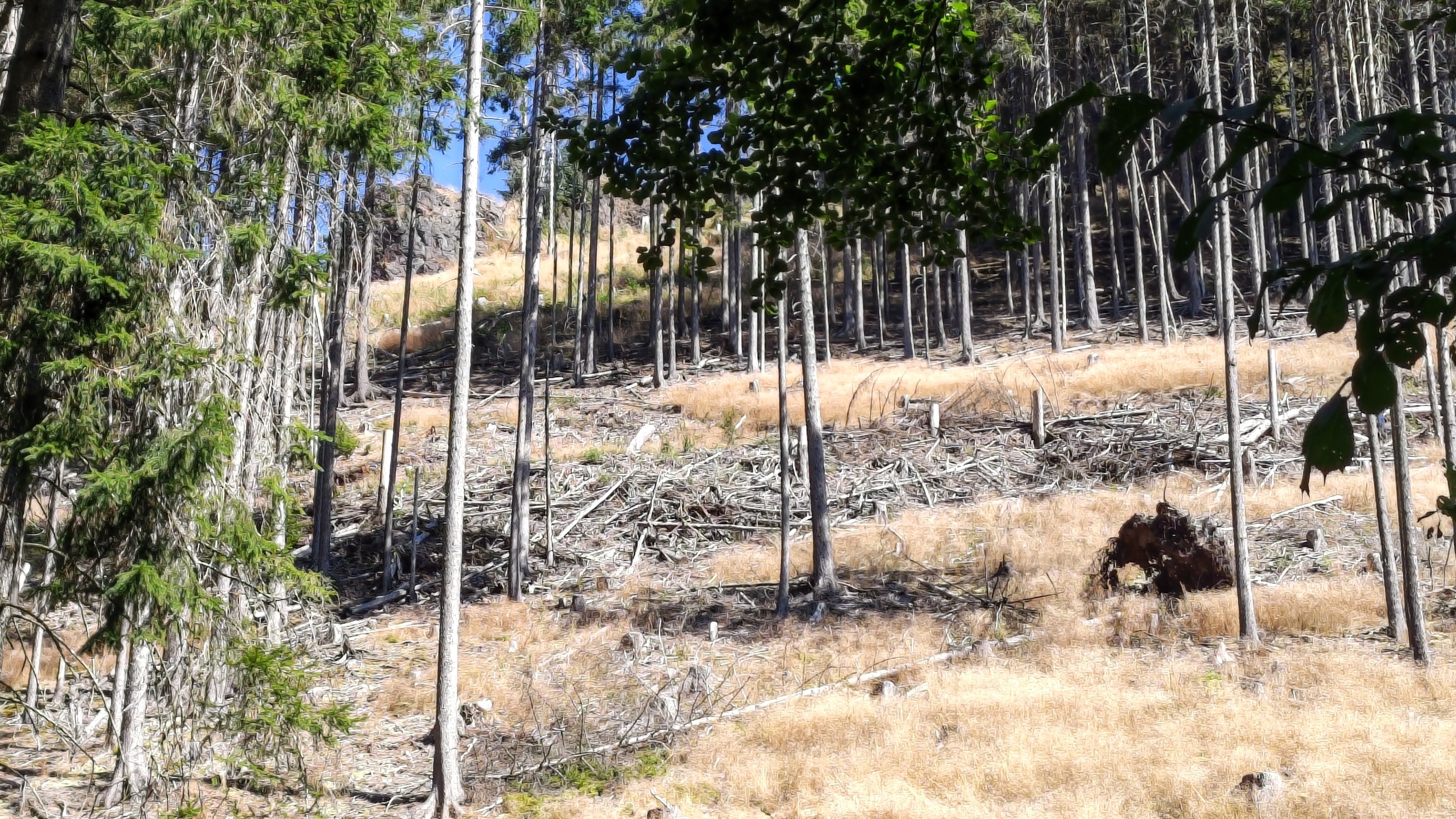 Friedrichroda – Vor der Kulisse des Thüringer Walds 3 Friedrichroda – Vor der Kulisse des Thüringer Walds Ein Felsen im Ungeheuren Tal im Thueringer Wald bei Friedrichroda_erfurt