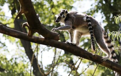 Madagaskar im Fokus