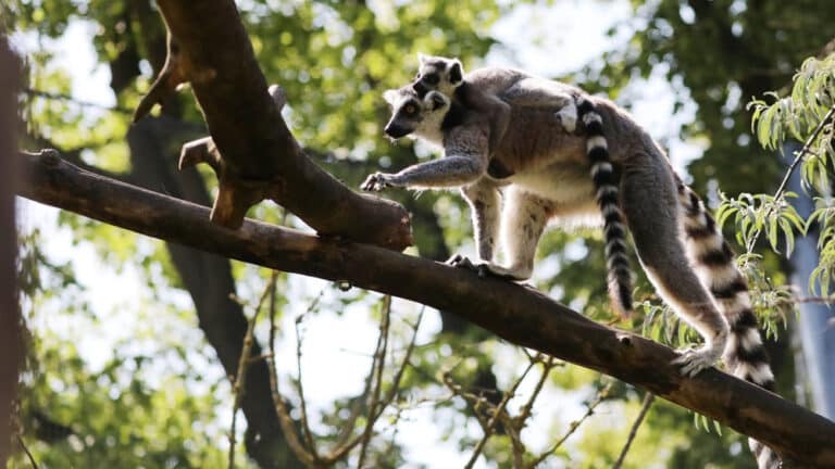 Madagaskar im Fokus