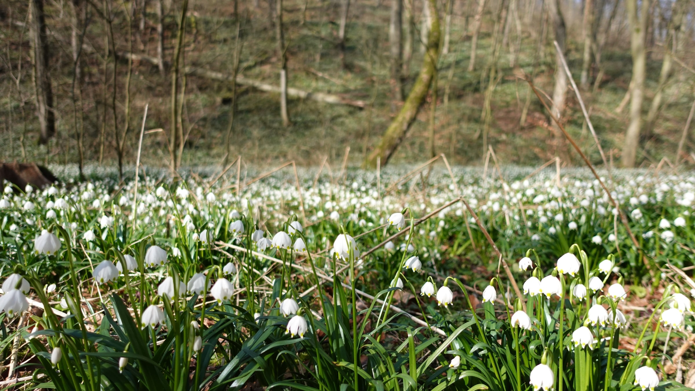 Das Märzenbechertal bei Heygendorf 1 Das Märzenbechertal bei Heygendorf Maerzenbecher zwischen Landgrafenroda und Heygendorf im Maerz_erfurt
