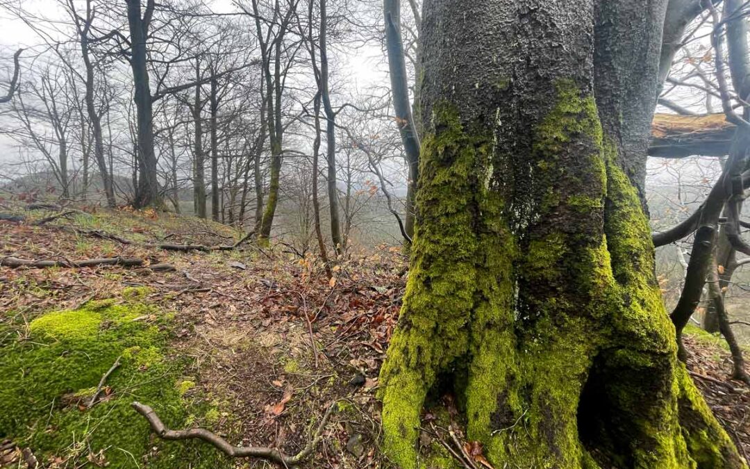 Die Schauenburg bei Friedrichroda