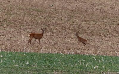 Achtung Wildwechsel!