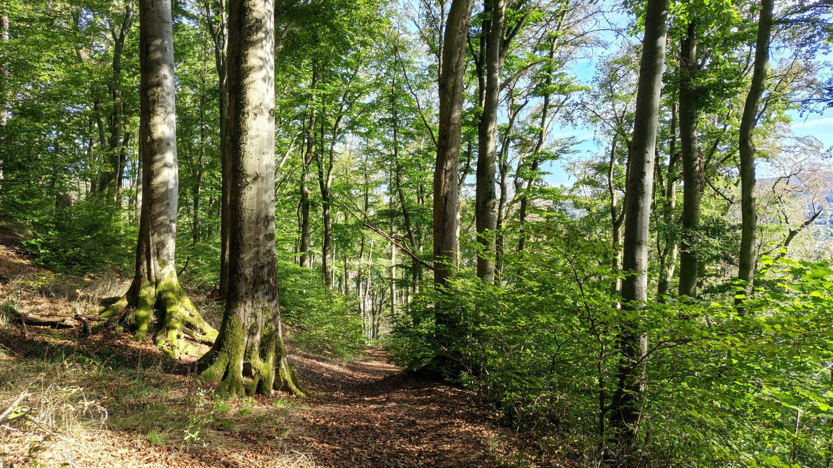 Ein Wanderweg führt vorbei an alten Bäumen am Domberg dem Hausberg der Stadt Suhl in Thüringen.