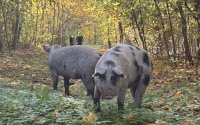 Tierischer Einsatz
