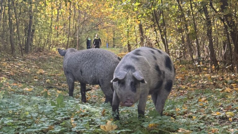 Tierischer Einsatz