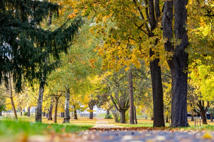 Südpark